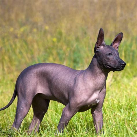 Top 5 most famous Hairless Dog Breeds Information