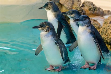 Get Up Close With A Colony Of Little Penguins On Penguin Island