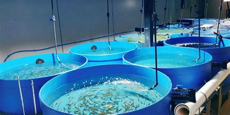 UK’s first tilapia hatchery opens up in Wales | Intrafish