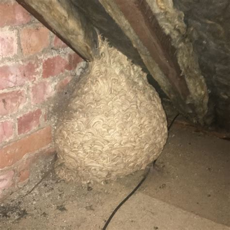 This wasp nest that's accumulated in my attic. : r/mildlyinteresting