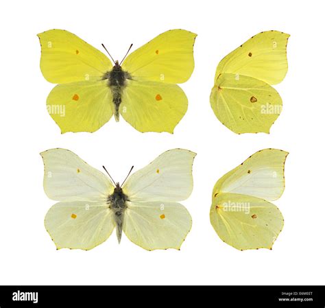 Male brimstone butterfly Cut Out Stock Images & Pictures - Alamy