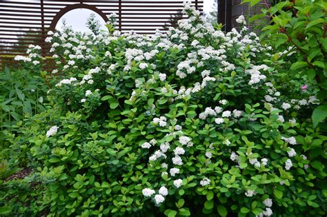 Spirea Tor Birchleaf - 2 gal