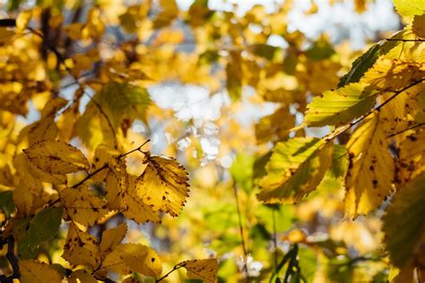 Birch yellow leaves - freestocks.org - Free stock photo