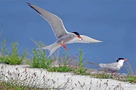 Common Tern Bird - Free photo on Pixabay - Pixabay