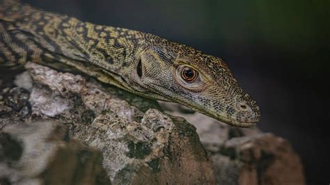 At Chester Zoo, Komodo dragon eggs hatch