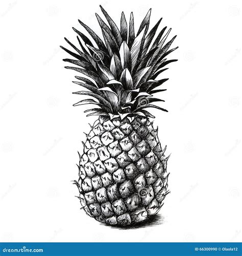 Pineapple drawing stock illustration. Illustration of leaf - 66300990