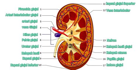 Gambar Dan Fungsi Ginjal – pulp