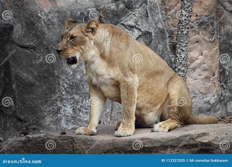 Lion Sitting on a Rock stock image. Image of majestic - 112327035