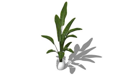 Indoor Plants 3d Warehouse Sketchup