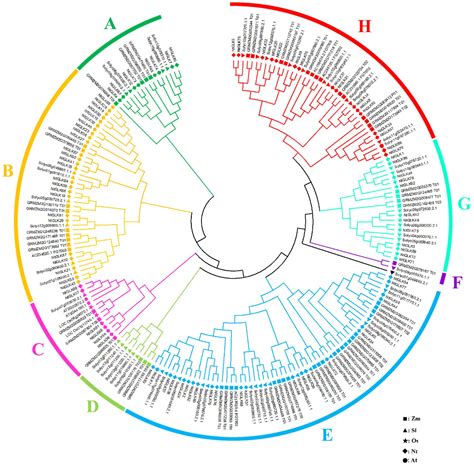 Frontiers | Genome-Wide Analysis of the G2-Like Transcription Factor Genes and Their Expression ...