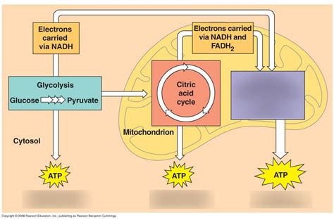 Aerobic Respiration Diagram | Quizlet