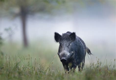 Boar - Facts and Beyond | Biology Dictionary