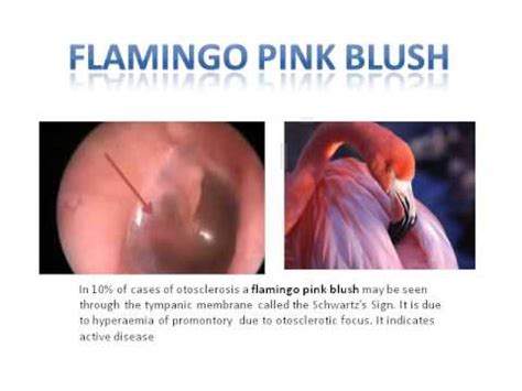 flamingo pink blush - YouTube