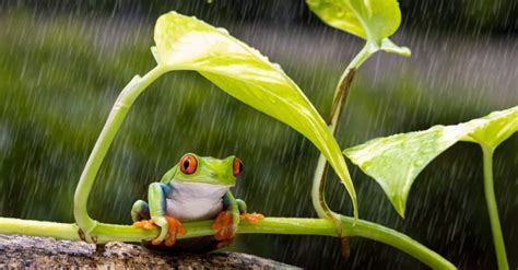 Raining Frogs: Myth vs Reality - A-Z Animals