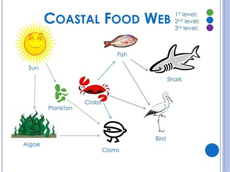 beach ecosystem food web Web ecosystem services ppt powerpoint presentation food coastal level ...