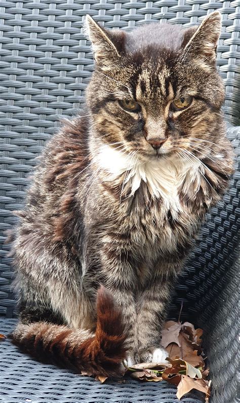 My nearly 20 year old cat Brutus is enjoying a beautiful autumn day. : r/cats