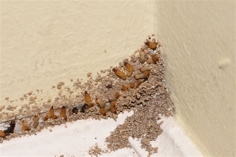 signs of termite infestation photos – Dewsp