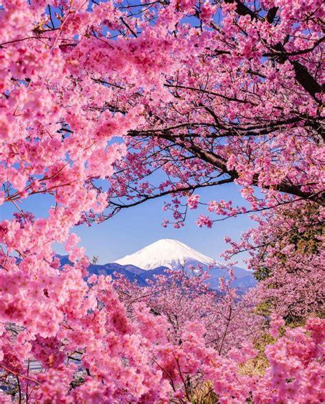 The Cherry Blossoms in Matsuda Yama Herb Garden (Nishihirabatake Park ...