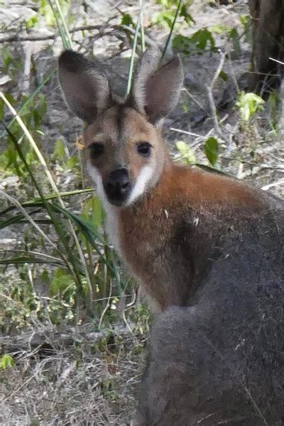 Whiptail Wallaby | Project Noah