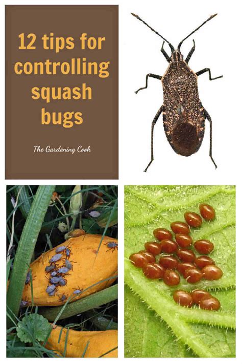 Control Squash Bugs 12 ways - How to Kill Squash Bugs