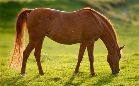 Western Horse Wallpapers - 4k, HD Western Horse Backgrounds on WallpaperBat