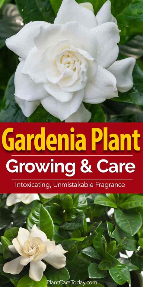 How To Care For Gardenia Bushes and Trees