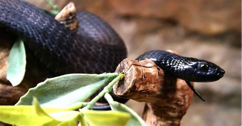 Black Mamba Bite: Why it has Enough Venom to Kill 19 Humans & How to Treat It - A-Z Animals