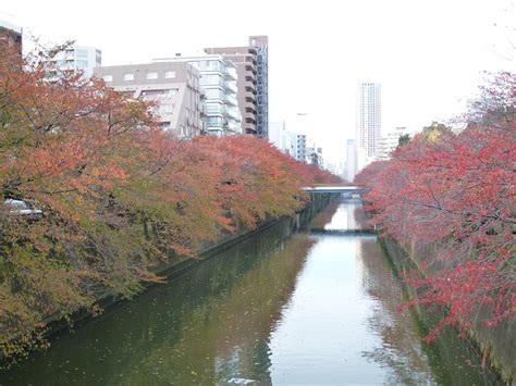 Autumn Beauty Along the Meguro Gawa River