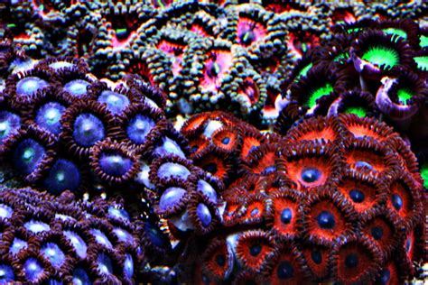 Intro to Saltwater Aquarium Corals - Simplicity Aquatics