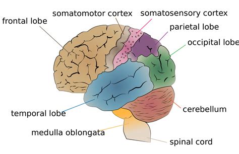 major brain area - Google Search | Corteza somatosensorial, Cerebro humano, Sistema nervioso central