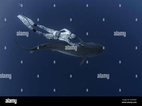 Baby shark with teeth hi-res stock photography and images - Alamy