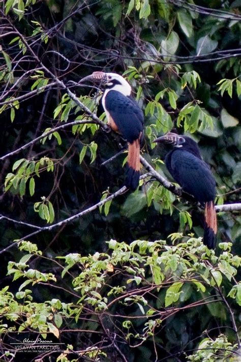 Mindoro Hornbill (Penelopides mindorensis) Endemic Endangered | Animals ...