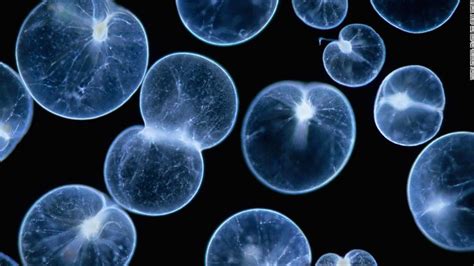 Noctiluca scintillans or sea sparkle is a large, bioluminescent and nontoxic phytoplankton that ...