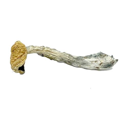 Mazatapec Magic Mushroom - psychedelicmushy.com