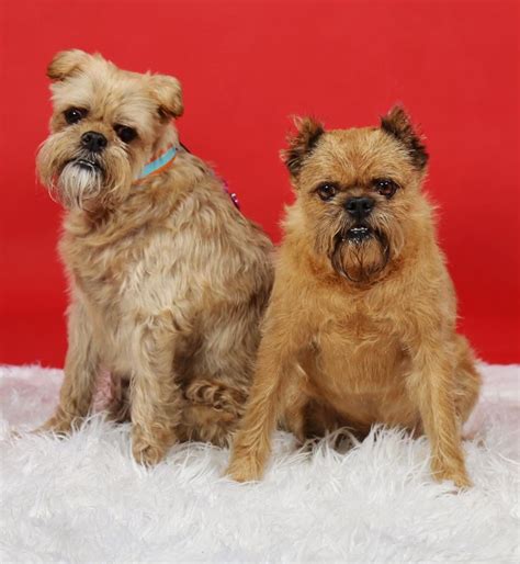 National Brussels Griffon Rescue Incorporated Reviews and Ratings ...