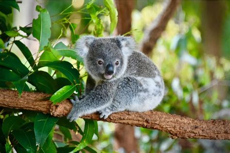 Wild Animals In Australia