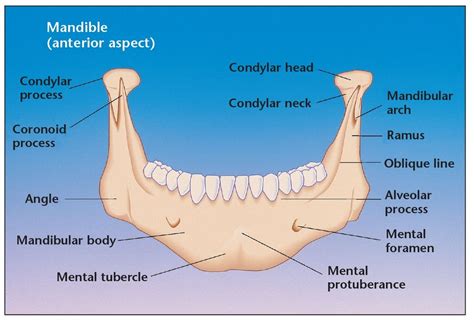 Symphysis Mandibular