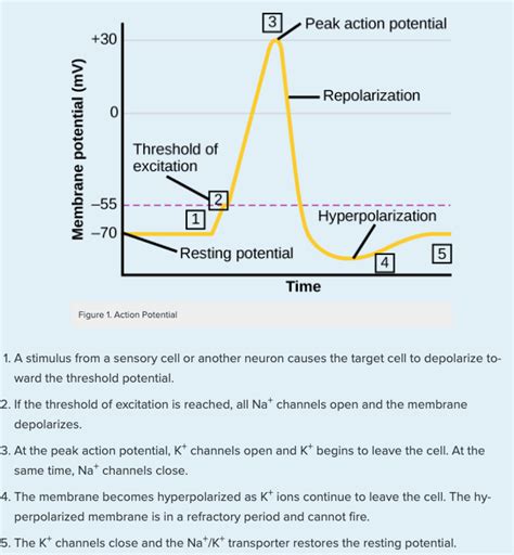 Action Potential Steps Diagram With Pumps Potential Action M