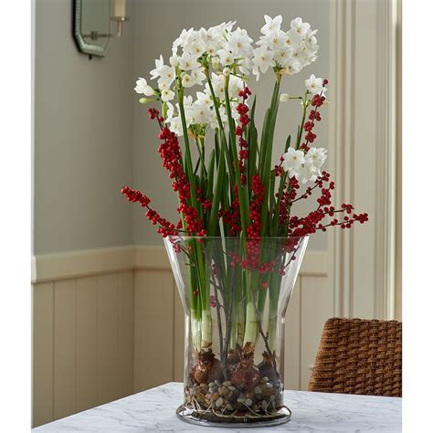 Paperwhite 'Ariel' Winter Solace Kit | White flower farm, Bulb flowers, Narcissus bulbs