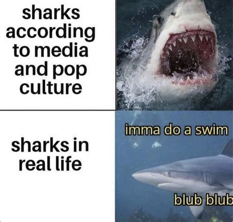 These Shark Memes Have Some Bite - Flipper Friends | Memes