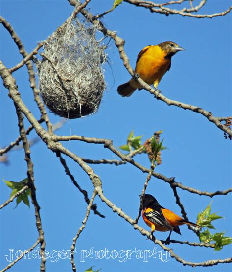 Northern Illinois Birder: Baltimore Oriole, May Migration through Northern Illinois