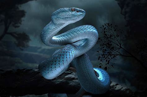 Snake Zodiac Sign - Year of Snake Traits with Horoscope Meaning & Personality - Fengshui Elite