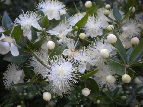 Greek Myrtle Seeds ~Myrtus communis~ Fragrant Flowers & Leaves ...