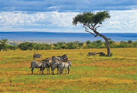 Kenya - Wildlife, Ecosystems, Savannas | Britannica