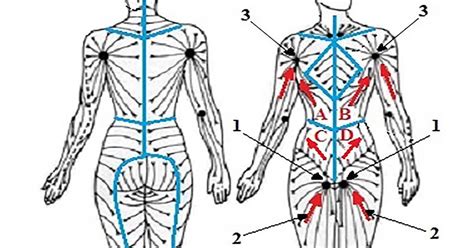 List Of Lymph Drainage Chart 2023 - DaftSex HD