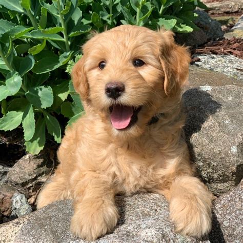 F1B MINI GOLDENDOODLE | MALE | ID:2806-DW – Central Park Puppies