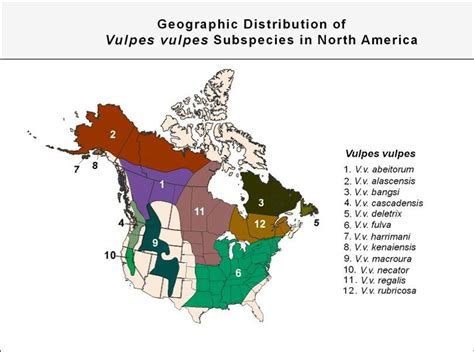 Red fox subspecies in North America | North america, America, America 2