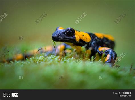 Salamandra Salamandra Image & Photo (Free Trial) | Bigstock