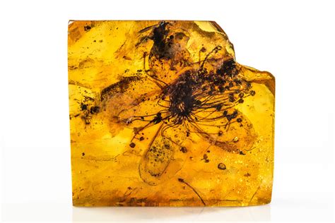 Amber Fossils