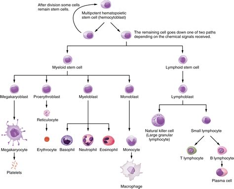 Anatomy of the Lymphatic and Immune Systems · Anatomy and Physiology